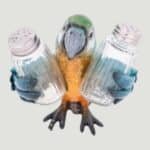 Blue Parrot Salt & Pepper Set