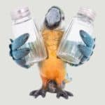 Blue Parrot Salt & Pepper Set (2)