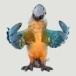 Blue Parrot Salt & Pepper Set (4)