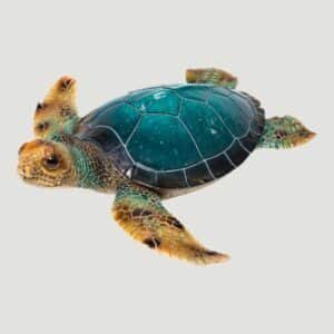 Blue Polystone Turtle Figurine