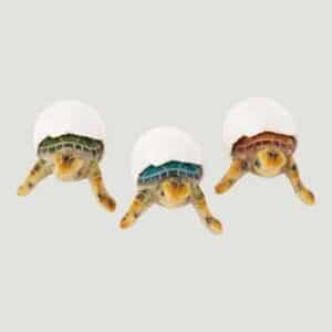 Assorted Baby Sea Turtle Egg