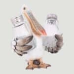 Pelican Salt & Pepper (2)