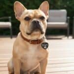 Heart Pet Tag Background