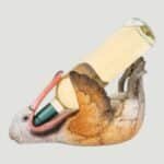 Pelican Wine Holder