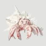 White Sea Shell is Home to a Red Hermit Crab