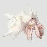 White Sea Shell is Home to a Red Hermit Crab (2)