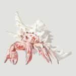 White Sea Shell is Home to a Red Hermit Crab (3)