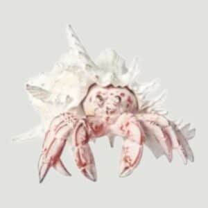 White Sea Shell is Home to a Red Hermit Crab
