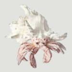 White Sea Shell is Home to a Red Hermit Crab (4)